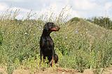 DOBERMANN 749